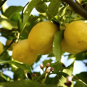 Il Giardino Di Gabri Frühstückspension